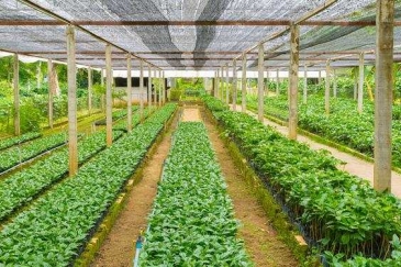 The African Agricultural Technology Foundation (AATF) and the African Union Development Agency-NEPAD (AUDA-NEPAD), have signed a collaboration agreement that will facilitate joint work towards building a market system for the commercialisation of research