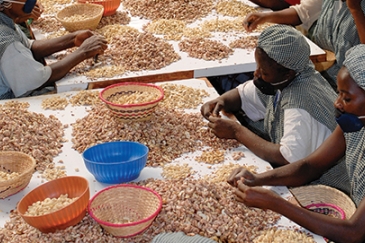 Cashew nut processing and production factory in Sotria B Sarl, Banfora, Burkina Faso.   Alamy/Joerg Boethling 