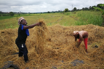 Grâce à la coopération Sud-Sud, des conseils techniques sur la culture du riz ont été fournis à des agriculteurs en Afrique.