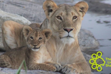 Lionness and cub, Naboisho Conservancy, Maasai Mara, Kenya.