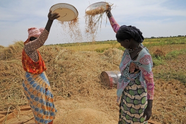 Deux agricultrices cultivent du riz dans une ferme en Mauritanie. Photo: FAO / Michela Paganini