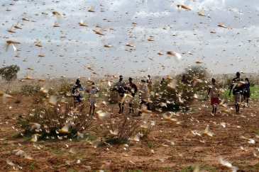 A swarm of desert locusts fill the sky near a farm.