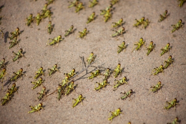 Kundi la nzige kwenye eneo moja la shamba huko eneo la Salal, Somaliland