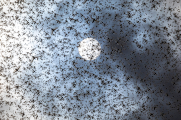  Desert Locust Swarms