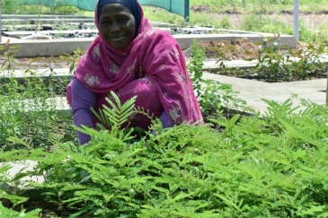 A woman tends to saplings in the tree nursery in Al Jabalain, Sudan.