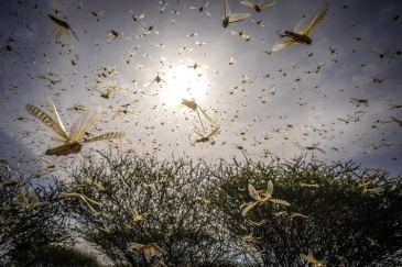 A swarm of Desert Locusts in Samburu County, Kenya