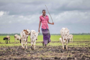 Man in field with cattle.