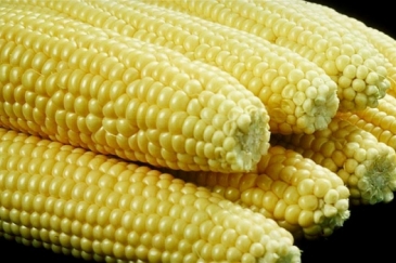 GMO maize... could soon be popular in African countries.  Photo: Saravanakumar Muthusamy