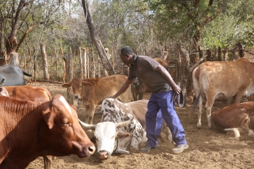 Cattle farmer Msinanga produces supplemental feed for his cattle in Zimbabwe.