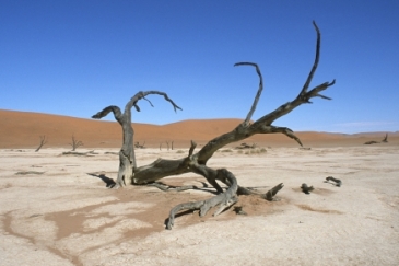 Effect of climate change. A dead tree in Namibia’s Namib desert. Photo: World Bank/Philip Schuler