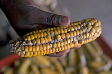 The harvest that wasn't. Photo: Eva-Lotta Jansson/IRIN