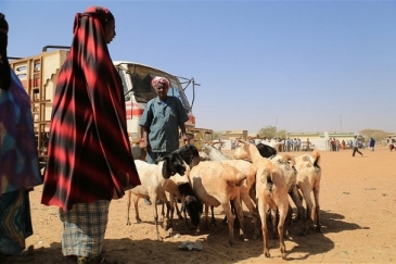 Burcao - Somaliland's largest livestock market. Photo: ISTVS/Apollo Habtamu/Flickr