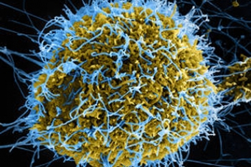 Virus Ebola Photo : ONU