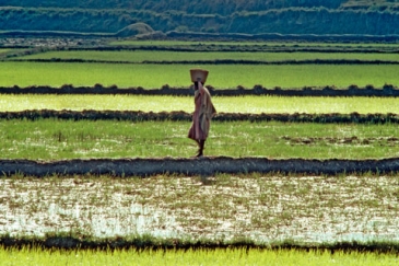 Rice farming in Madagascar