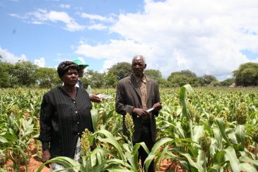 Simnai and Phillip Tshuma, smallholder farmers from Hwange, Zimbabwe, show off their sorghum crop planted using fertilizers. Photo: Busani Bafana