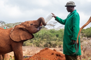 Rescued orphan elephants at David Sheldrick Wildlife Trust in Kenya.