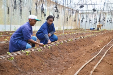 Farm attendants working in Moshi, Tanzania.