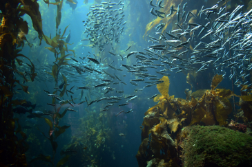 Scène sous-marine avec des poissons tropicaux. Seychelles