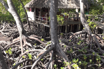 Dabaso Mangrove floating restaurant.