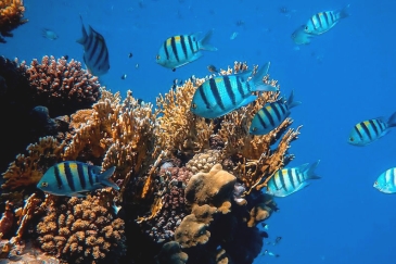 Red Sea reef