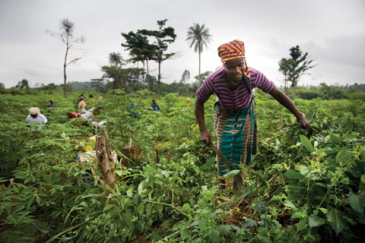 Cassava farming in Liberia: Women’s rights to land must be legally recognized.