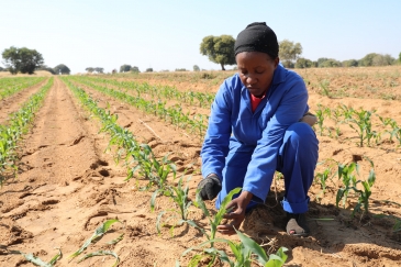 Shamba la mahindi katika Namibia.