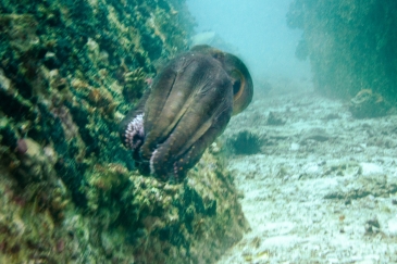 Swimming Common Octopus in the waters off Seychelles.