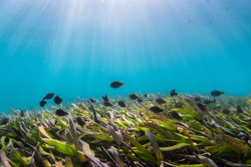 Parrotfish in seagrass, in the waters off Zanzibar, Tanzania.