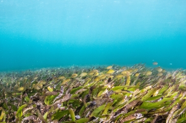 Parrotfish in seagrass in ocean.