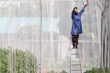 A woman in Mali works in a greenhouse which is pioneering substantial agricultural techniques close 