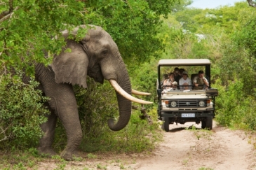 Elephant about to cross the road in front of a game drive in Kruger National Park. Photo: South Africa Tourism