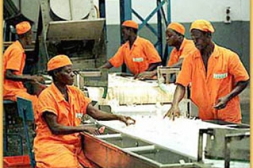 Usine de transformation agricole en Côte d'Ivoire : pour que les pays africains puissent s'industrialiser, il leur faut des mesures de protection internes semblables à celles que les pays développés ont appliquées. Photo: © AfricaPhotos.com