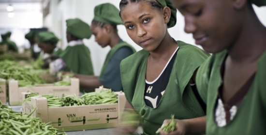 Young workers in Addis Ababa, Ethiopia, packing beans for export.     Panos/Sven Torfinn