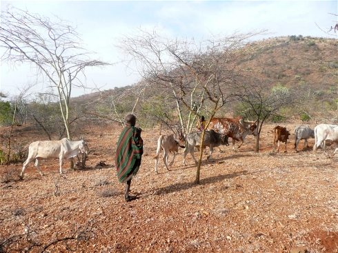 Cattle can be more resilient than crops. Photo: www.karamoja.eu