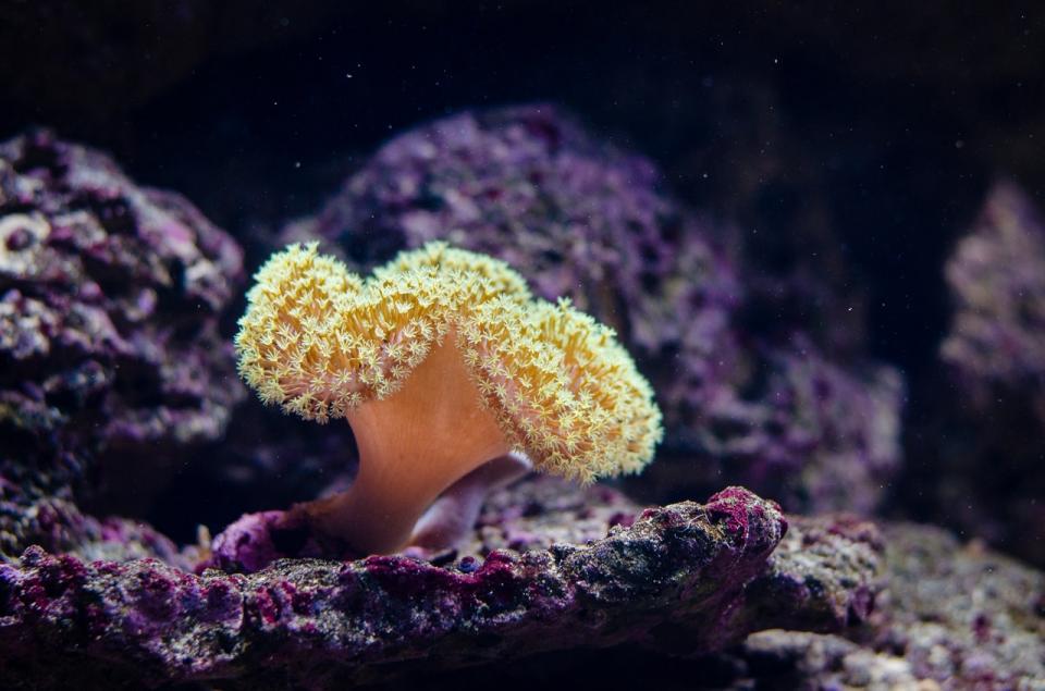 Close Up photography of Coral Reef