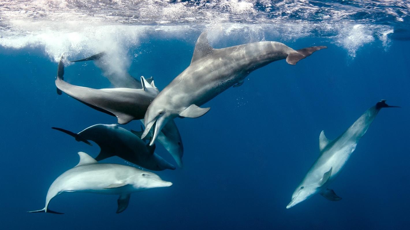 Dolphins gliding through the ocean waters 