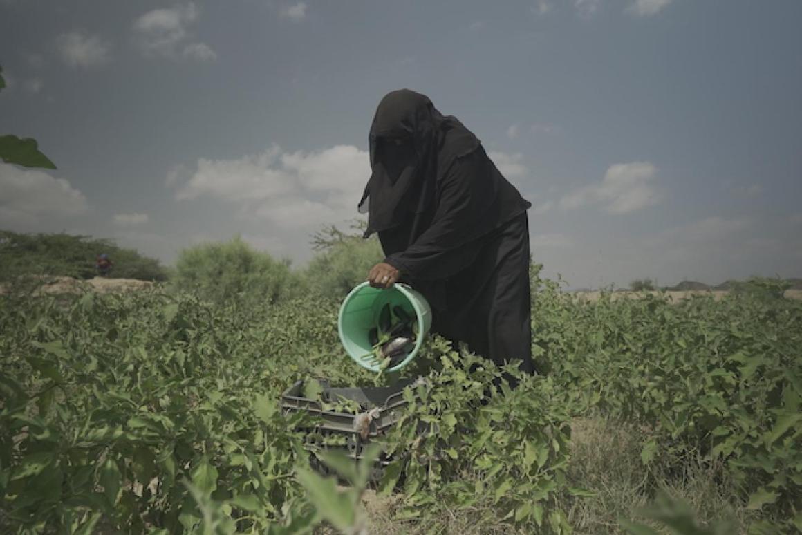 Women harvesting vegetables in Yemen