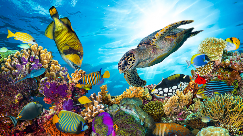 Help us turn the tide – engage in The Ocean Conference