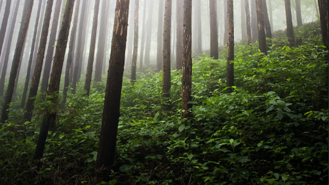 What Important Role Do Forests Play in Climate Change? 