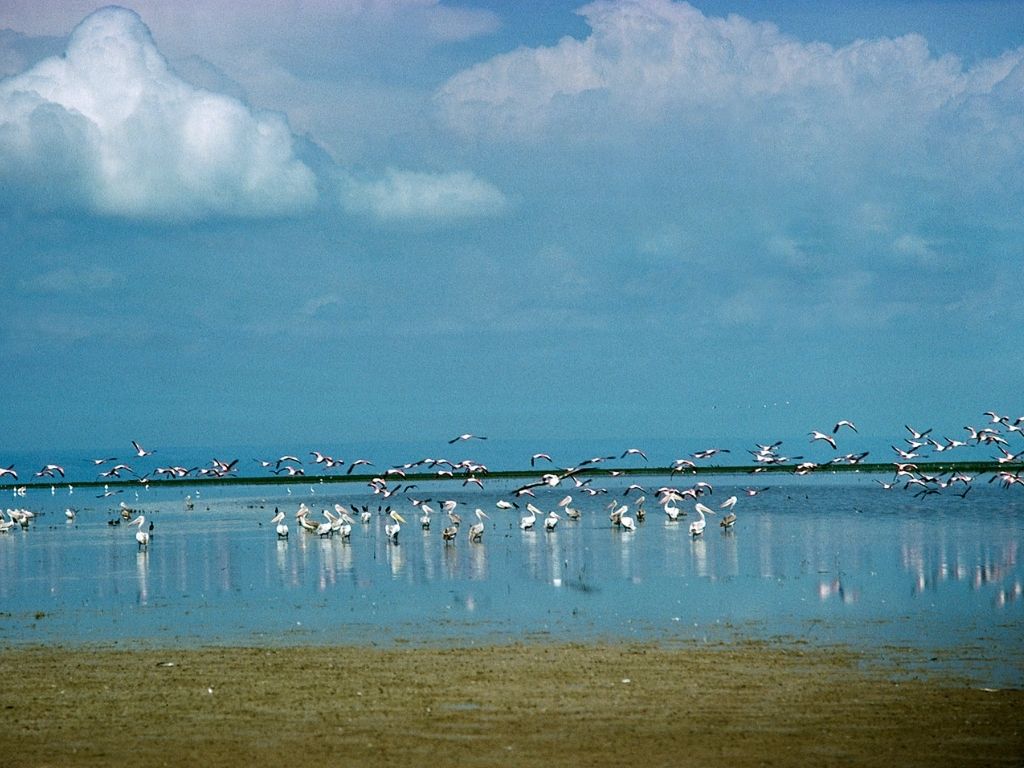 Wild birds resting on Chale Swamp Lake near Dodoma. Wild Birds resting on Chale Swamp Lake near Dodoma.