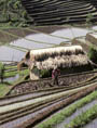 Farming for Development Rice Fields in Indonesia (UN Photo/Ray Witlin)