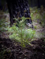A pine tree planted in Haiti as part of reforestation (UN Photo/ Logan Abassi)