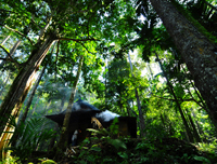 ForestDay