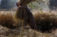 UN Photo/Eric Kanalstein: Afghan farmer gathers wheat