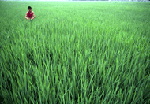 Environment