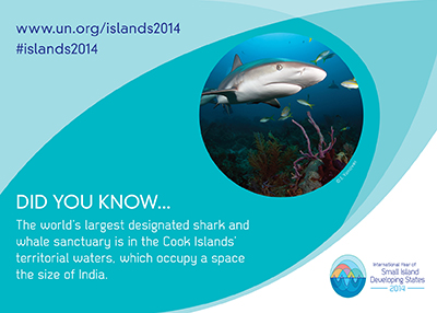 Shark and fish swimming