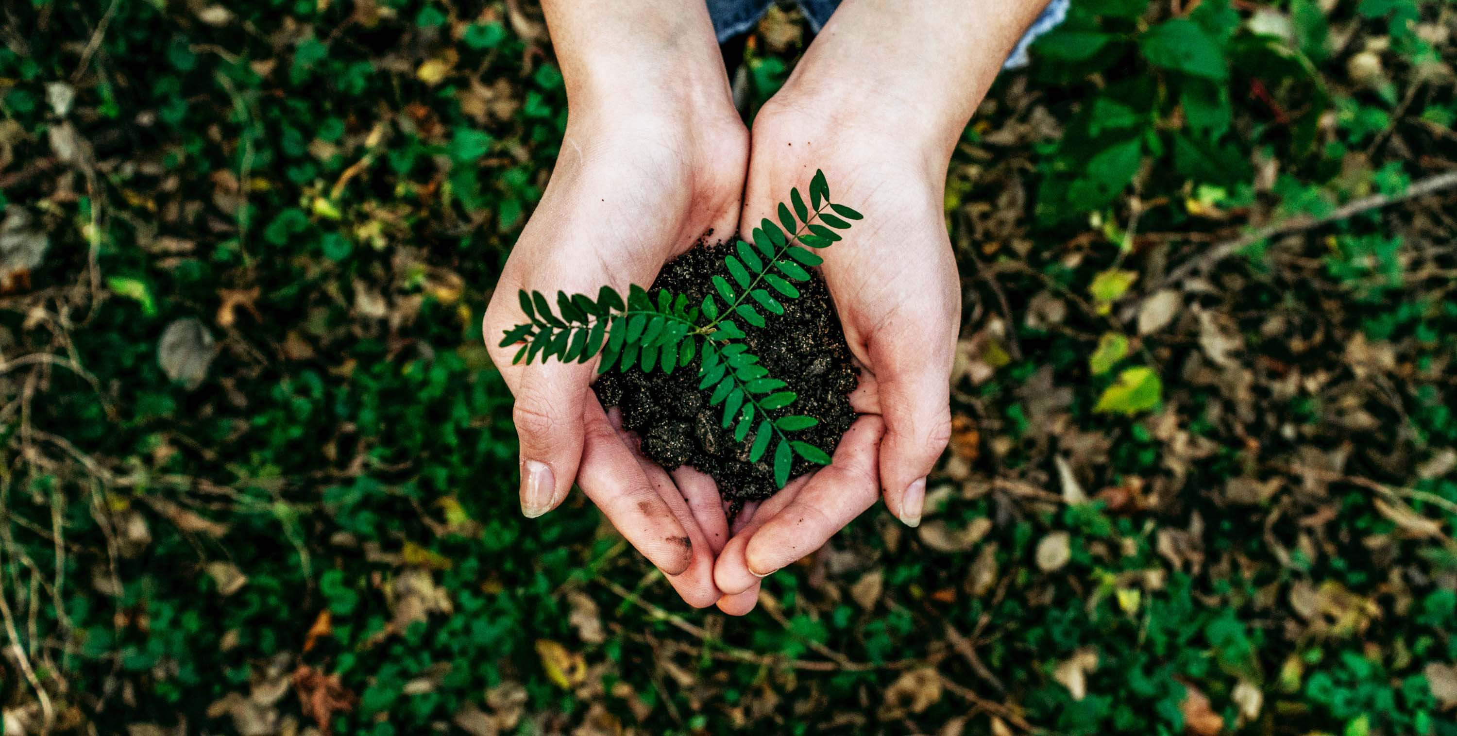 Mano sosteniendo una planta y su tierra