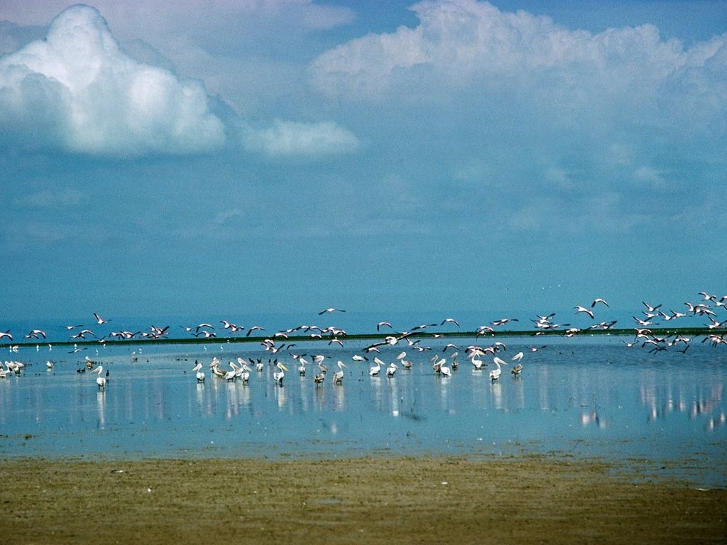 Aves silvestres descansando en el lago del pantano de Chale, cerca de Dodoma.