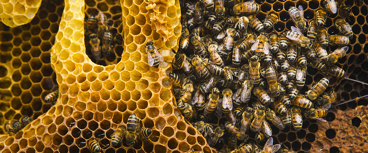 Un panal de abejas. Una cooperativa y grupos locales forman a los agricultores en apicultura y producen miel.