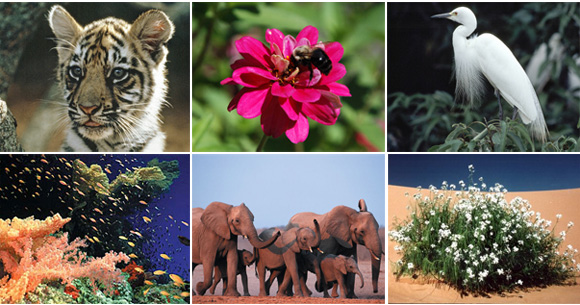 Fotografías de Flora y Fauna.